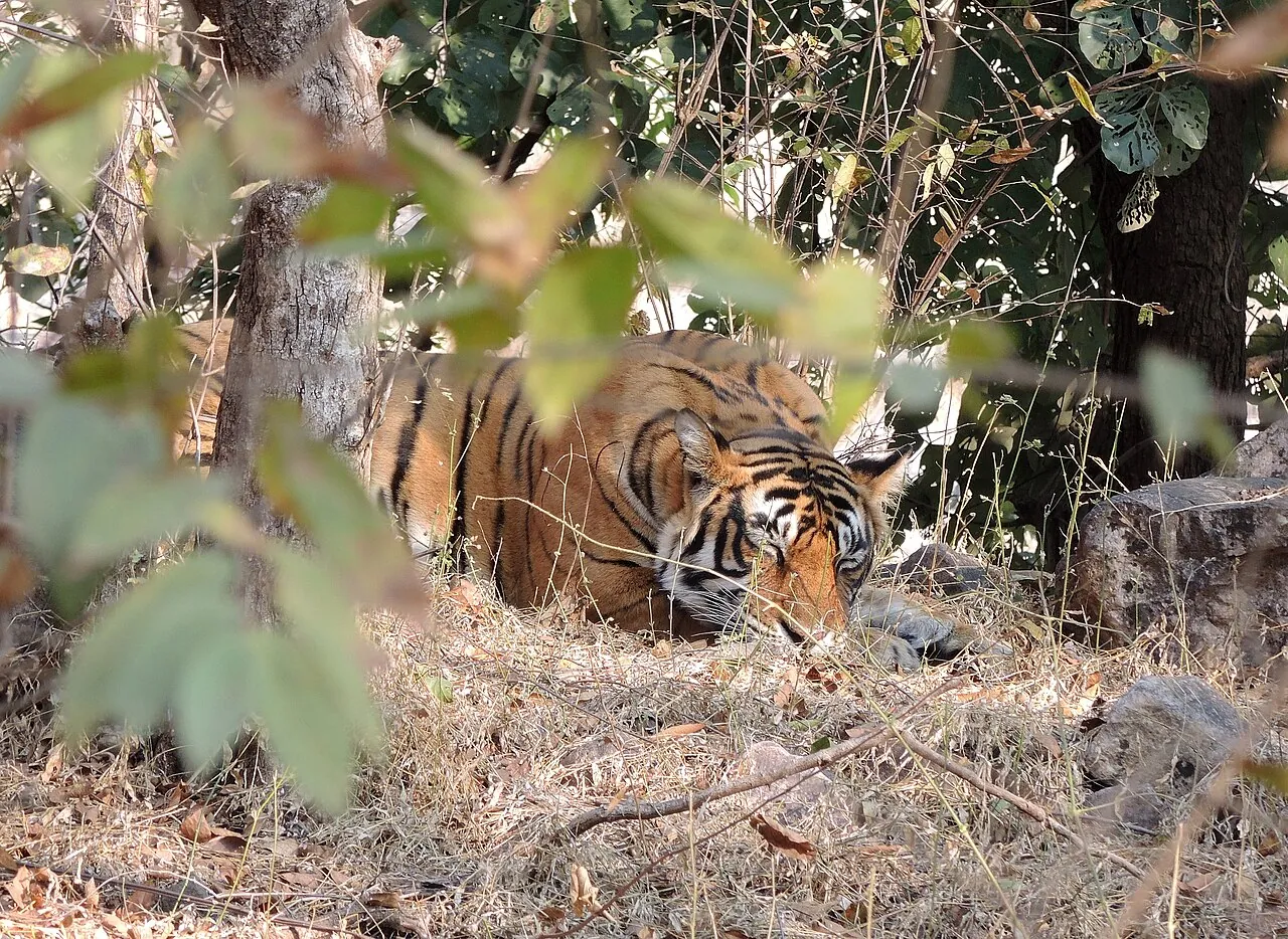 Golden Triangle with Tiger Safari Tour