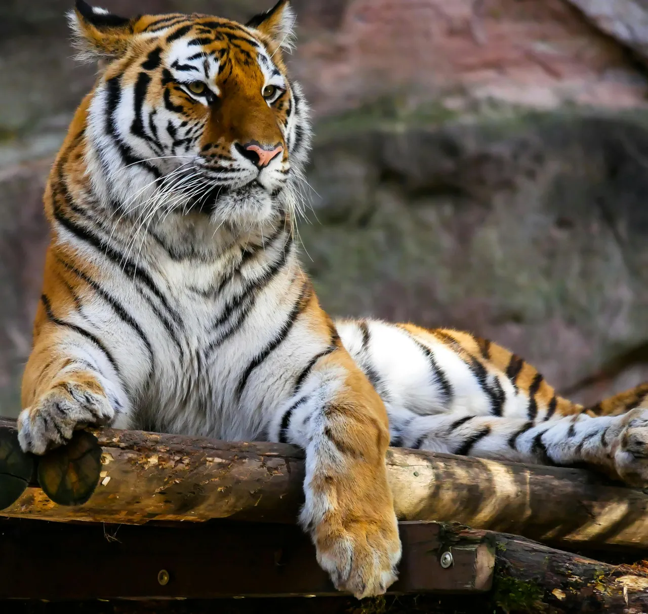 Wildlife & Safari